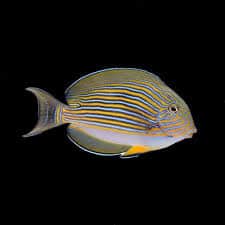 Clown Tang