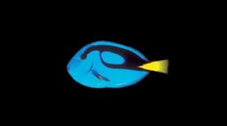 Regal Tang
