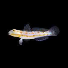 Diamond Watchman Goby