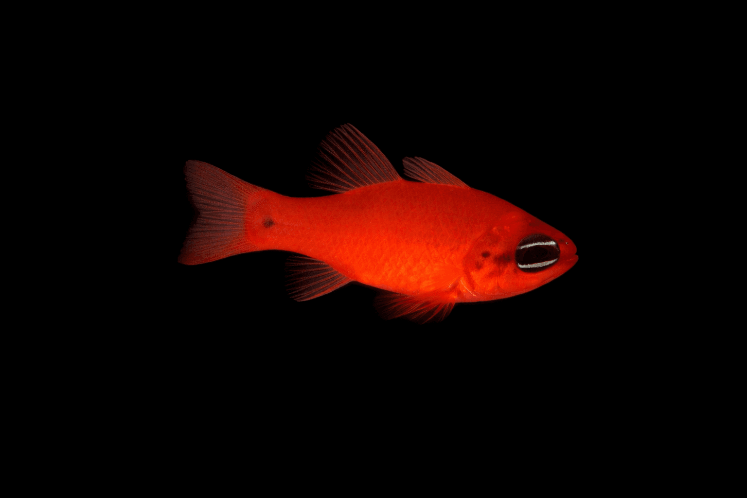 Red Ruby Cardinalfish