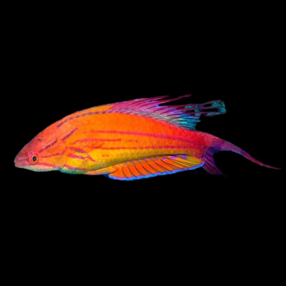 Filamented Flasher Wrasse (M)