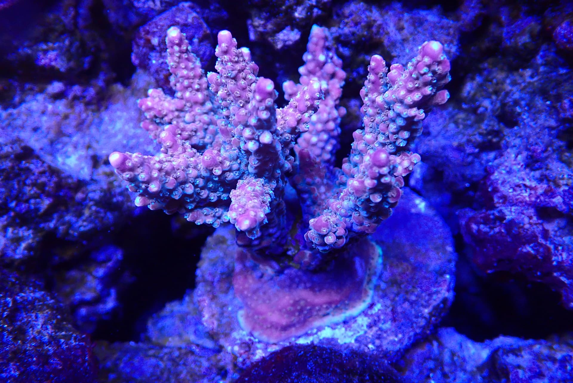 acrofrag12