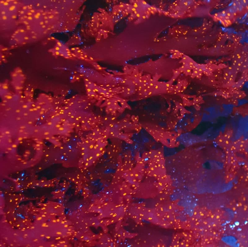 Atomic Broccoli Macro Algae (Clipping) 2"
