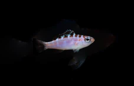 Chalk Bass