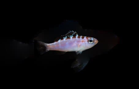 Chalk Bass