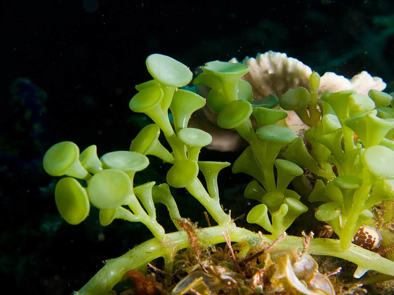 Suction Cup Caulerpa
