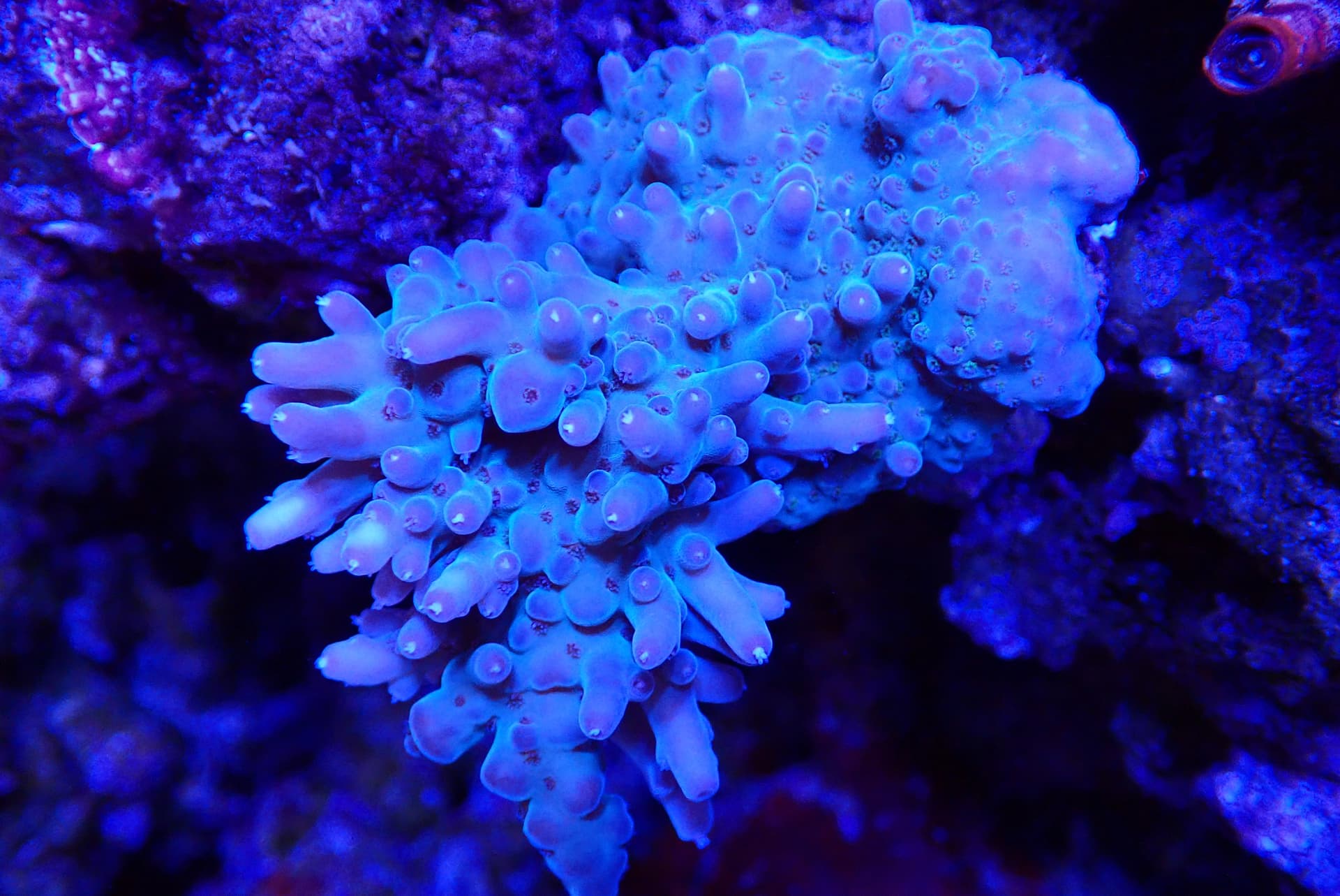 acrofrag40