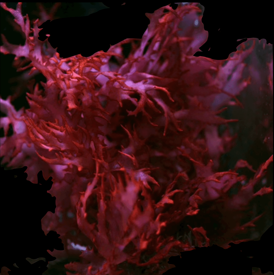 Flame Tip Macro Algae (Clipping)